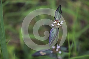 Wildflowers are white. Beautiful maroon leafy