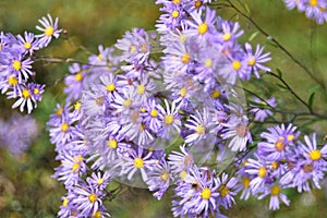 wildflowers. wild lilac flowers. field. September. reassurance.