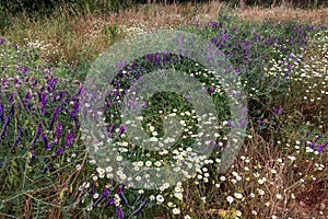 wildflowers, wild vegetation