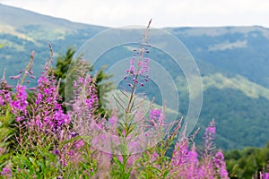 Wildflowers willow-herb on the mountain slopes of the Carpathians