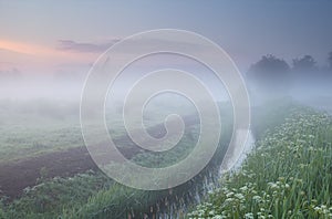 Wildflowers and windmill in dense morning fog