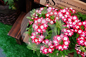 Wildflowers in wooden pot