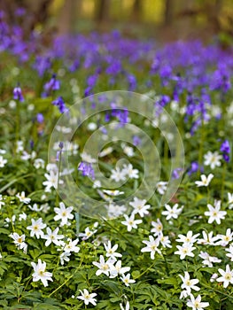 Wildflowers in woods