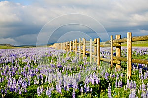 Wildflowers in wyoming photo