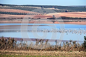 Wildfowl on the lagoon, Fuente del Piedra, Spain.