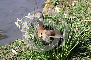 Wildfowl nesting among the daffodils