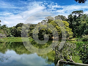 Wildfowl Trust Pond, Trinidad and Tobago