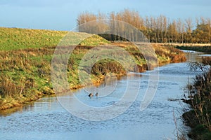 Wildfowl on water and bank evening light