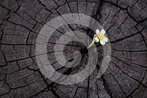 Wildgrass growth on old crack stump