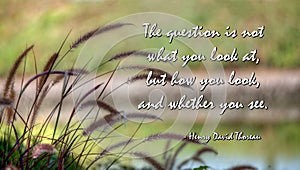 Wildgrasses at lake with quote from Henry David Thoreau