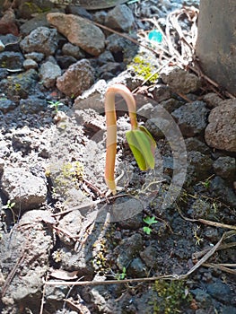 Wildgreen plant grow