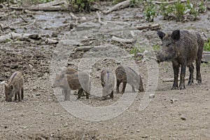 Wildhog Family