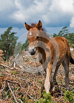 Wildhorse-foal in Lojsta Hed, Sweden