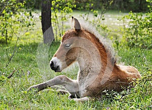Wildhorse-foal in Lojsta Hed, Sweden photo
