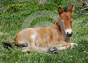 Wildhorse-foal in Lojsta Hed, Sweden photo