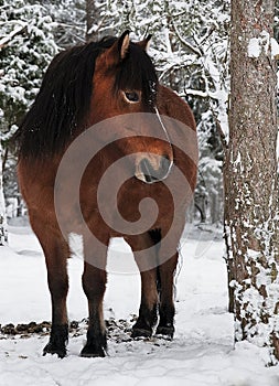 Wildhorse in Lojsta Hed, Sweden photo