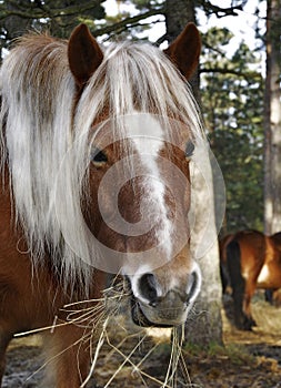 Wildhorse in Lojsta Hed, Sweden photo