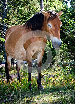 Wildhorse in Lojsta Hed, Sweden photo