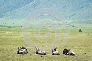 Wildiebeest in Ngorongoro
