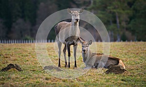 Wildife park in Vama Buzaului, Romania, with a lot of deers. photo