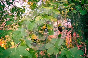 Wilding black currants cassis