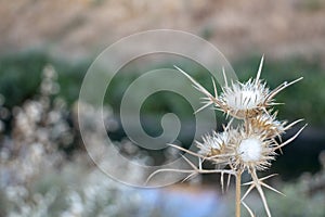 Wilding thorny plant in nature, blurred green background, bushes