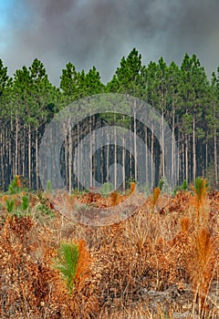 Wildland fires, Burnt field with tree plantings and palm trees, Florida photo