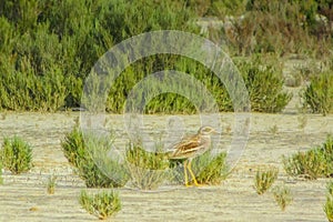 Wildland Stalkers: Eurasian Stone-curlew Birds Gliding Over Nature photo