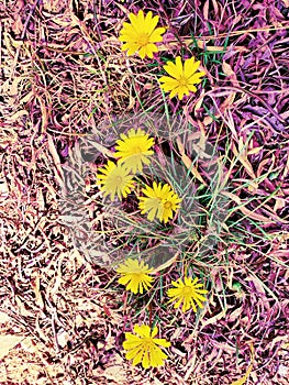 Wildlflowers in the spring, photographed in Bloemfontein, South Africa