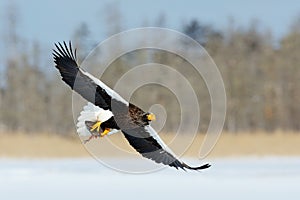 Wildlife action behaviour scene from nature. Eagle flying with fish. Beautiful Steller`s sea eagle, Haliaeetus pelagicus, flying