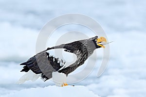 Wildlife action behaviour scene from nature. Fish in bill. Eagle on ice. Winter Japan, snow. Beautiful Steller`s sea eagle, Halia