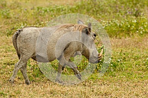 Wildlife in Africa