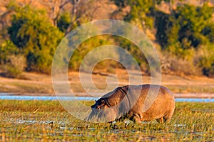 Wildlife in Africa. African Hippopotamus, Hippopotamus amphibius capensis, with evening sun, animal in the nature water habitat