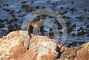 WILDLIFE- Africa- Close Up of a Single Male Baboon By The Sea