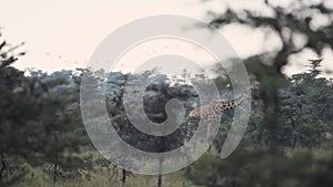 Wildlife in Africa. A flock of Egrets fly over a giraffe in