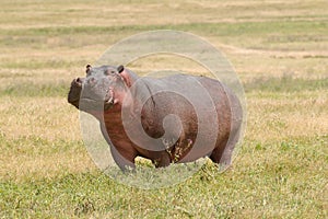 Wildlife in Africa, Hippo