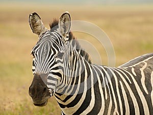 Wildlife in Africa, Zebra