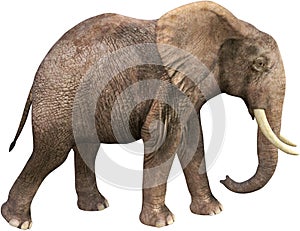 Wildlife African Elephant Walking, Isolated