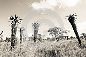 Wildlife Aloes Wilderness Sepia Tone Vintage