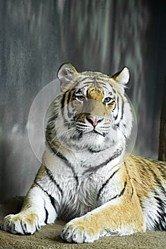 Wildlife Animal, Big Cat Tiger