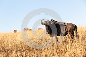 Wildlife Animal Blue Wildebeest