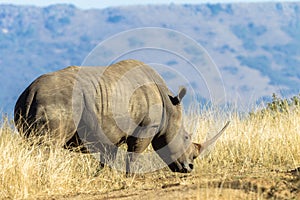 Wildlife Animal Rhino Grass