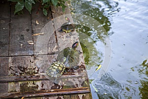 Wildlife animal, Southern river terrapin Batagur affinis. Also known as the Batagur. Happy tortoise bringing money