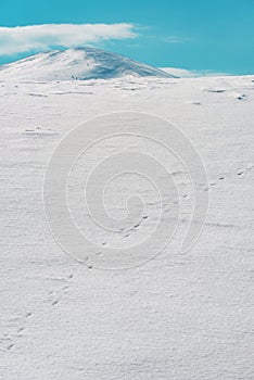 Wildlife animal tracks or spoor in pure white snow at hill in winter photo