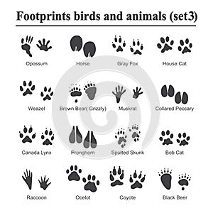 Wildlife animals and birds footprint, animal paw prints vector set. Footprints of variety of animals, illustration of