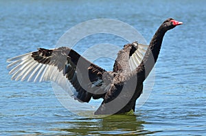 Wildlife and Animals - Black Swan