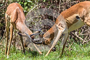 Wildlife Animals Bucks Horns Fight