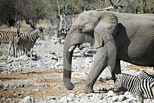 Wildlife animals in the Etosha National Park, Namibia