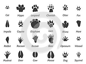 Wildlife animals footprints