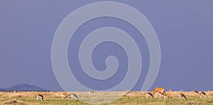 Wildlife Animals Grazing On A Sunny Day Maasai Mara National Reserve in Narok County Kenya